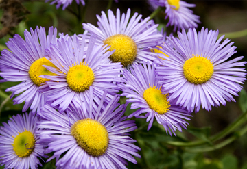 mountain aster flowers