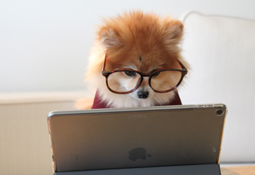 dog at computer by cookie the pom on unsplash