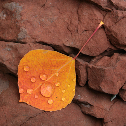 orange aspen leaf on red rock