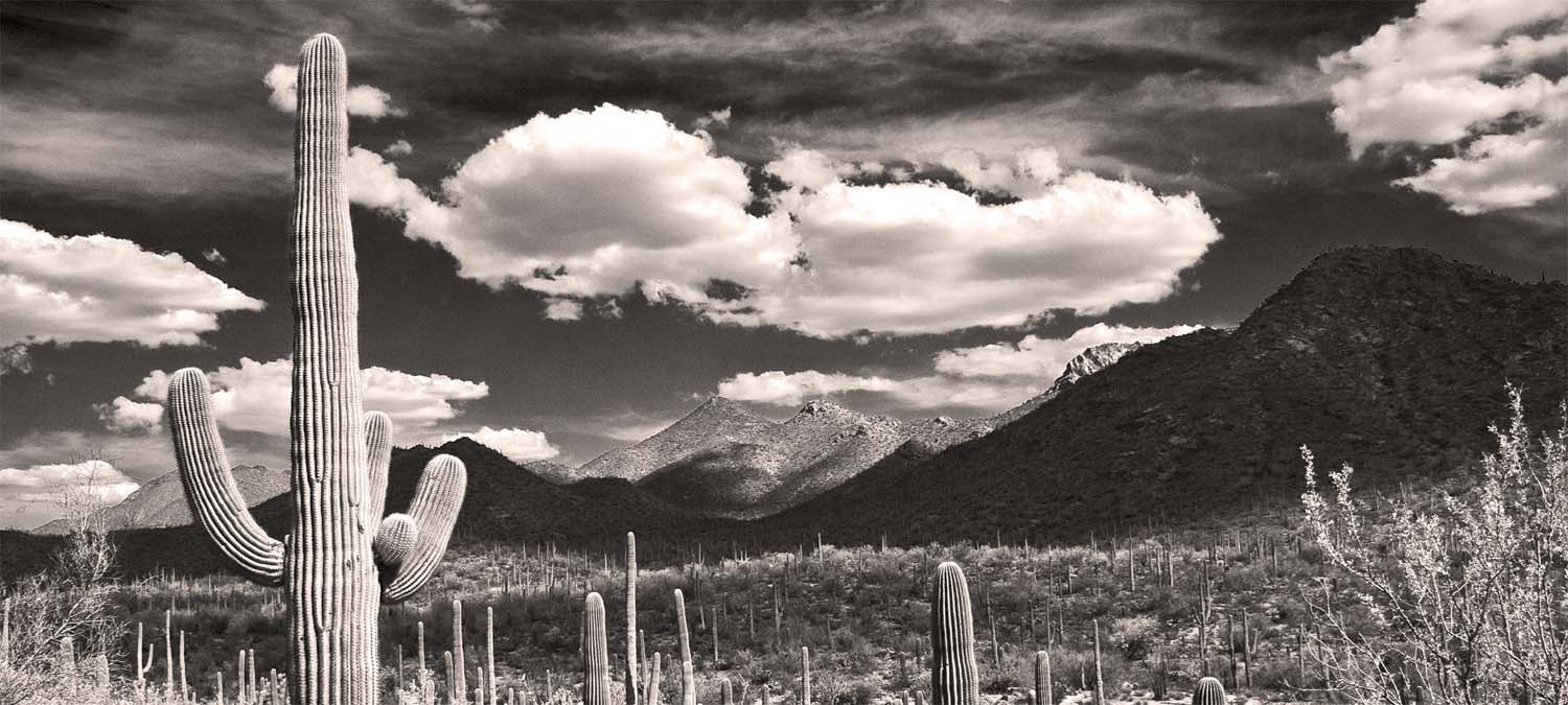 Desert Sentinels by Scott West Art, Black and White Cactus